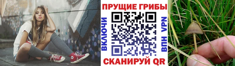 Галлюциногенные грибы Psilocybe  купить закладку  Правдинск 